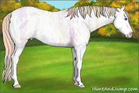 Horse Color:Nacre Gold Champagne Ice Splash Rabicano 
