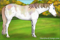 Horse Color:Nacre Red Dun Splash Rabicano 
