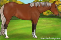 Horse Color:Gray Silver Bay