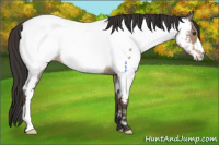 Horse Color:Bay Roan Appaloosa 