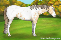 Horse Color:Buckskin Splash Tobiano Appaloosa  and Buckskin Sabino Splash Appaloosa 
