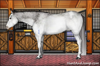 Horse Color:White Spotted Buckskin Splash Appaloosa 