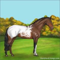 Horse Color:Bay Appaloosa 