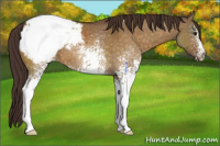 Horse Color:White Spotted Buckskin Dun Appaloosa 