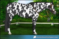 Horse Color:Black Near Leopard 