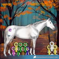 Horse Color:Gray Chocolate Bay Dun Rabicano 