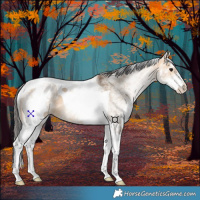 Horse Color:White Spotted Bay Dun Tobiano 