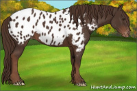 Horse Color:Liver Chestnut Appaloosa