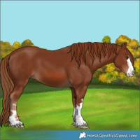 Horse Color:Chestnut 