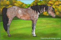 Horse Color:White Spotted Bay Ice