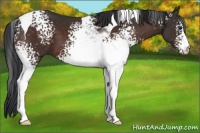 Horse Color:White Spotted Brown Tobiano 