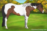 Horse Color:Bay Roan Tobiano