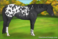 Horse Color:Black Appaloosa 