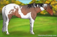 Horse Color:Brown Roan Tobiano Appaloosa
