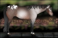 Horse Color:Gray Bay Appaloosa