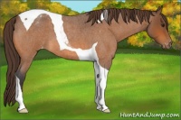 Horse Color:Buckskin Roan Tobiano Appaloosa 