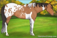 Horse Color:Bay Roan Tobiano Appaloosa 