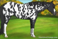 Horse Color:Black Appaloosa 