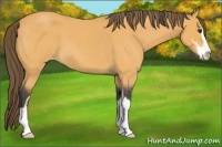 Horse Color:Buckskin Roan Sabino Varnish 