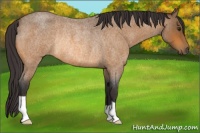 Horse Color:Buckskin Roan Rabicano 