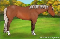 Horse Color:Silver Bay Roan 