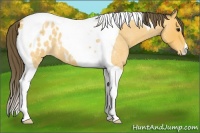 Horse Color:Buckskin Roan Tobiano Appaloosa 
