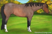 Horse Color:Bay Roan 