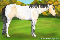 Horse Color:Gray Buckskin Roan Tobiano 