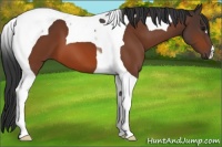 Horse Color:Bay Tobiano 
