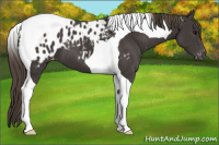 Horse Color:Smoky Black Tobiano Appaloosa 