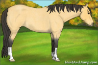 Horse Color:Buckskin Roan 