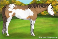 Horse Color:Buckskin Splash Frame Appaloosa 