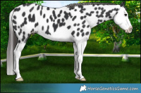 Horse Color:Black Splash Appaloosa 
