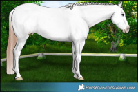 Horse Color:Black Splash Appaloosa 