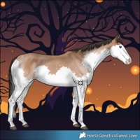 Horse Color:Bay Splash 