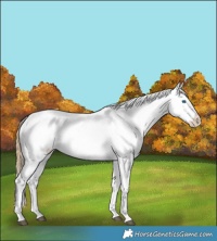 Horse Color:Chestnut Splash Appaloosa 