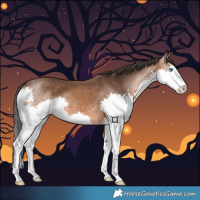 Horse Color:Bay Splash 