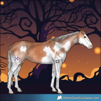 Horse Color:Silver Bay Splash 
