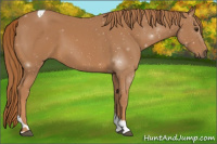 Horse Color:Chestnut Tobiano 