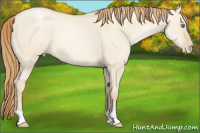 Horse Color:Smoky Grullo Pearl 