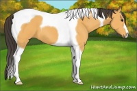 Horse Color:Buckskin Tobiano