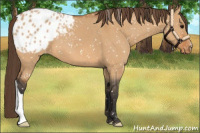 Horse Color:Bay Dun Appaloosa 