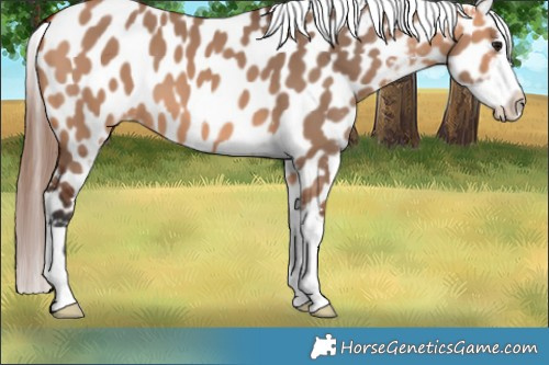 Horse Color:Bay Dun Appaloosa 