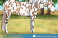 Horse Color:Bay Dun Near Leopard