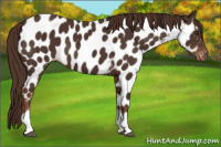 Horse Color:Liver Chestnut Tobiano Appaloosa 