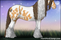 Horse Color:Buckskin Tobiano Appaloosa
