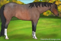 Horse Color:Bay Roan 