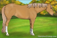 Horse Color:Palomino