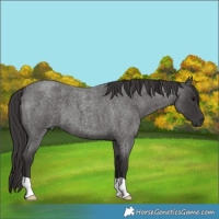 Horse Color:Smoky Blue Roan 