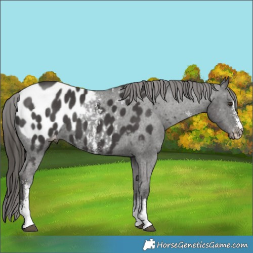 Horse Color:Liver Chestnut Sabino Appaloosa 
